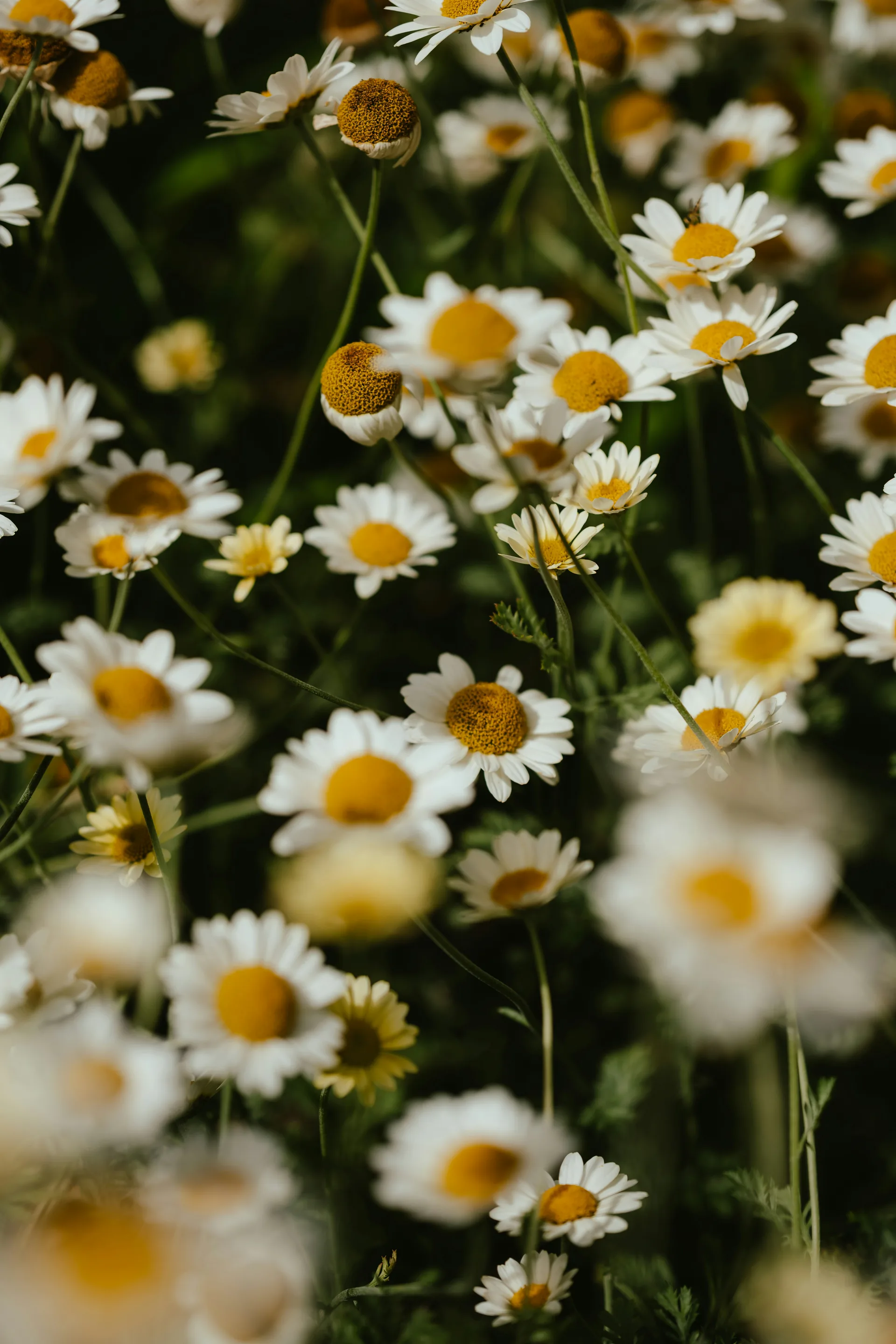 White daisies at close range, some sharp, most falling out of focus.