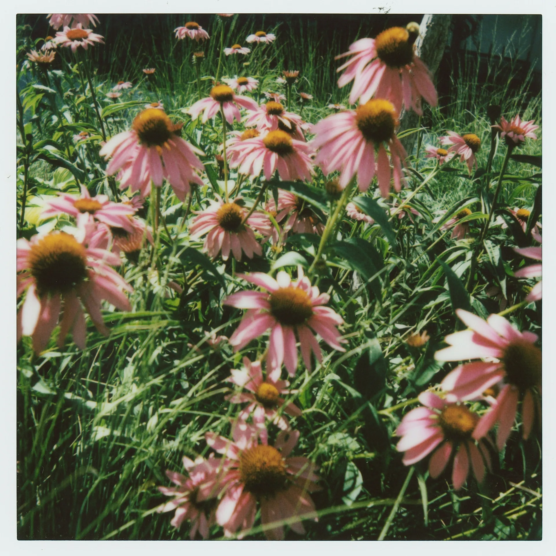 A stand of pink coneflowers, petals angled every direction.