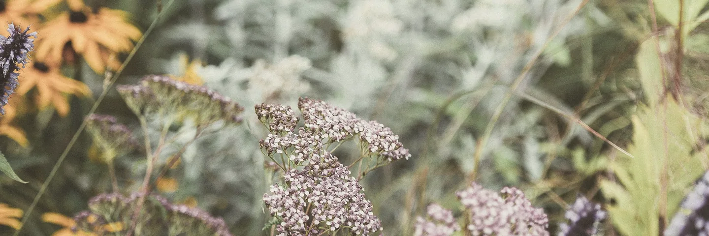 A dense border of wildflowers, colours running together at the edges.