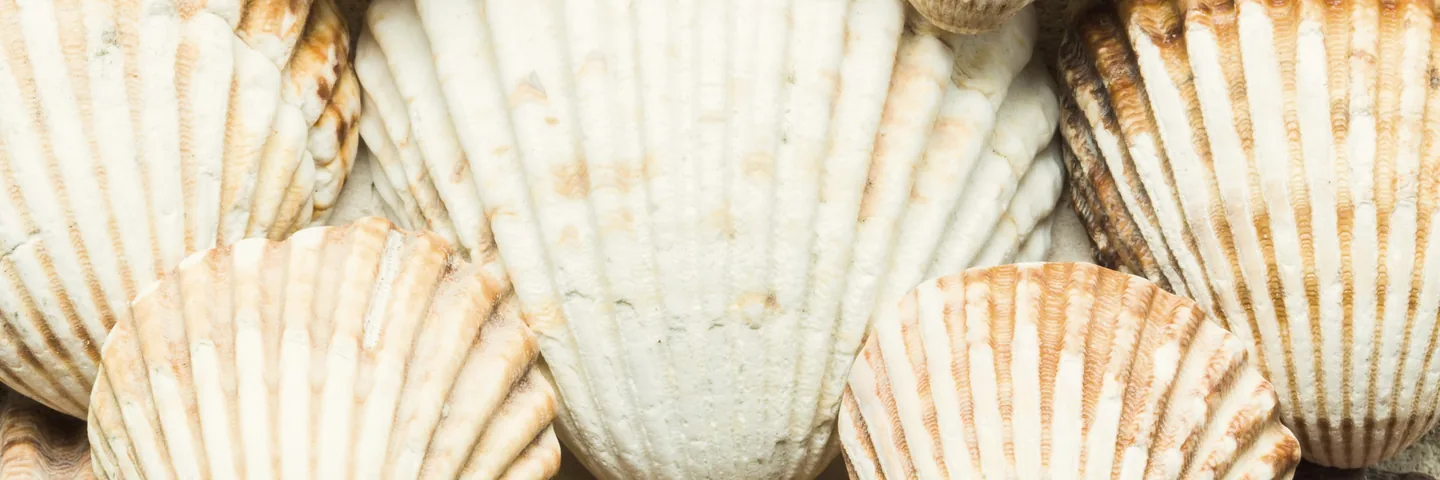 Scallop shells packed together, every one ridged the same way.