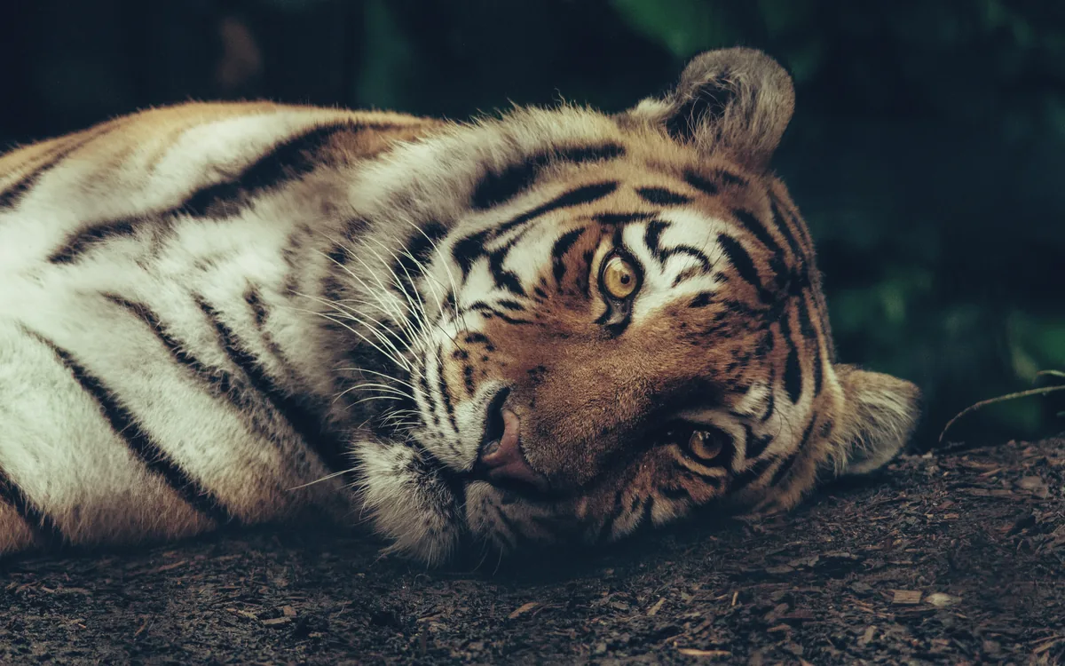 A tiger at rest, stripes running the length of the frame.