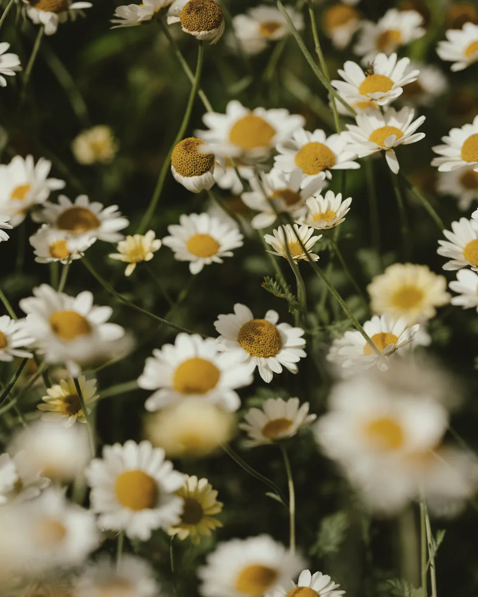 White daisies at close range, some sharp, most falling out of focus.