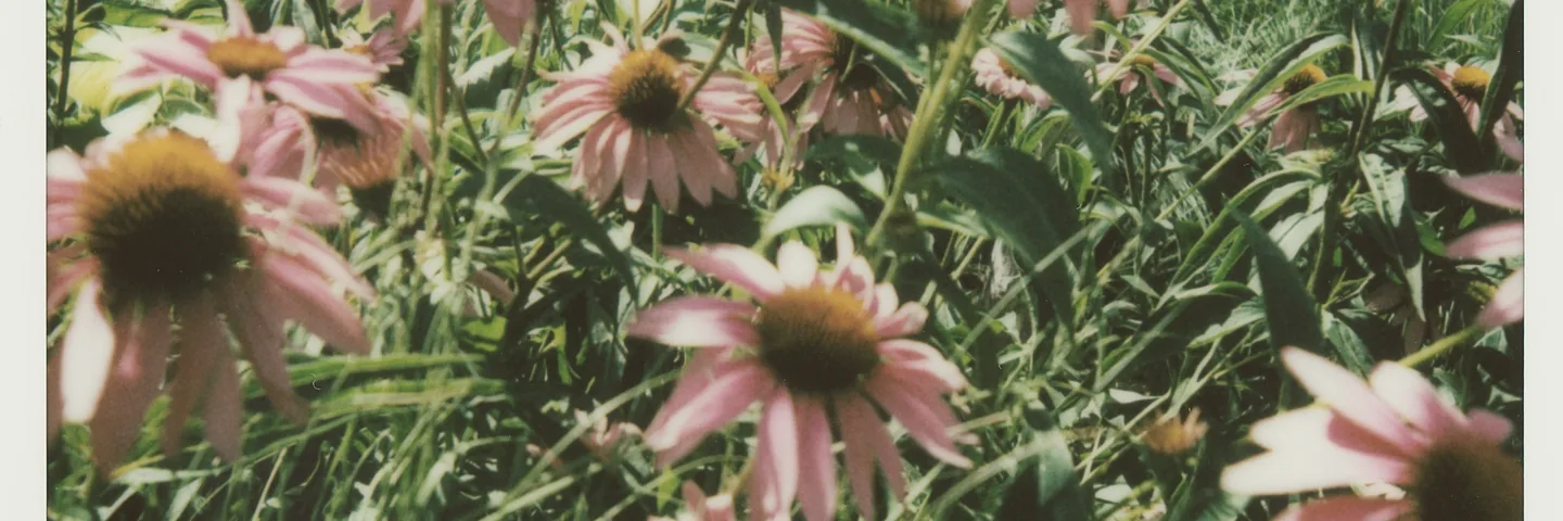 Pink coneflowers photographed on instant film.