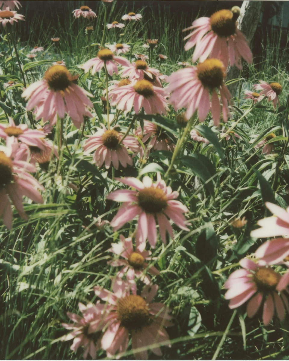 A stand of pink coneflowers, petals angled every direction.