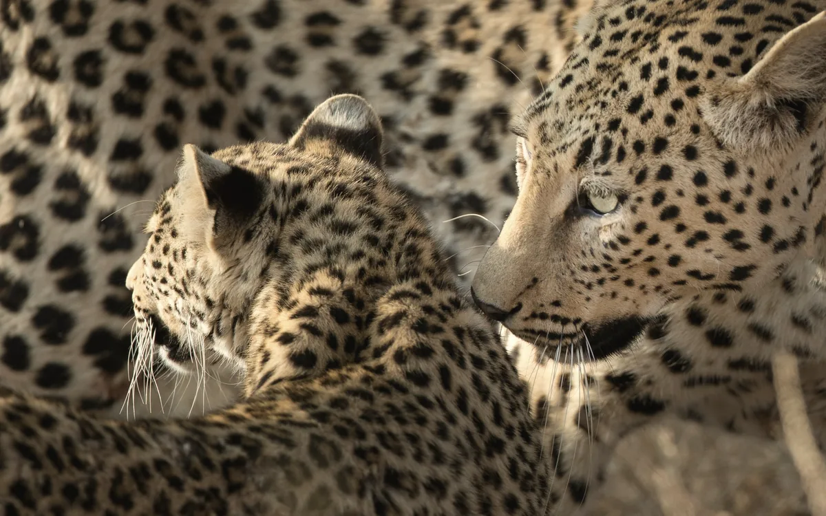 Two leopards close together, spots reading as one pattern.